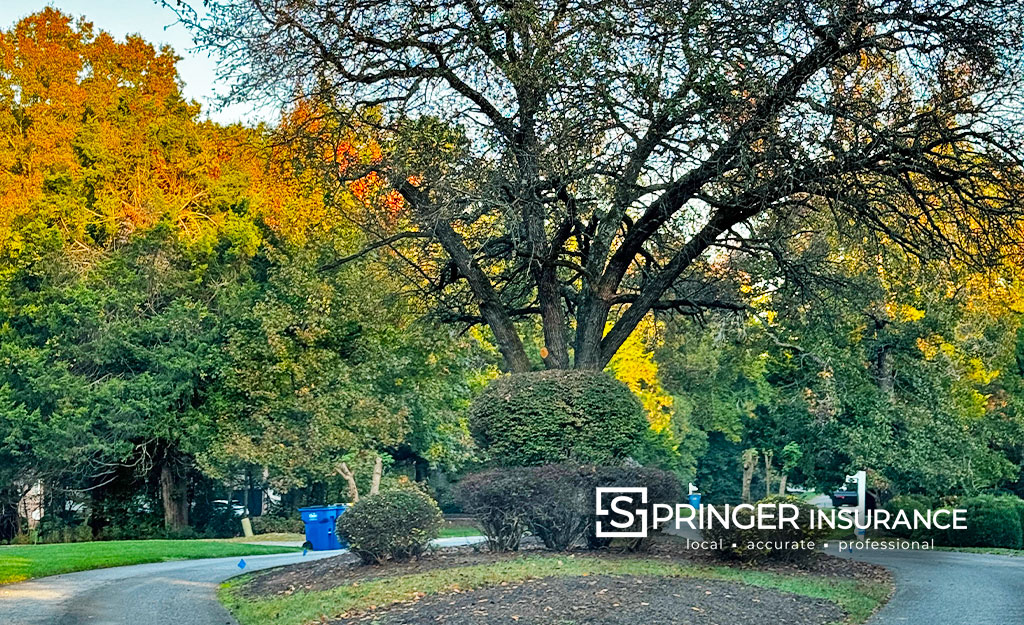 An awesome old tree in The Clarkes Forge Neighborhood of Midlothian